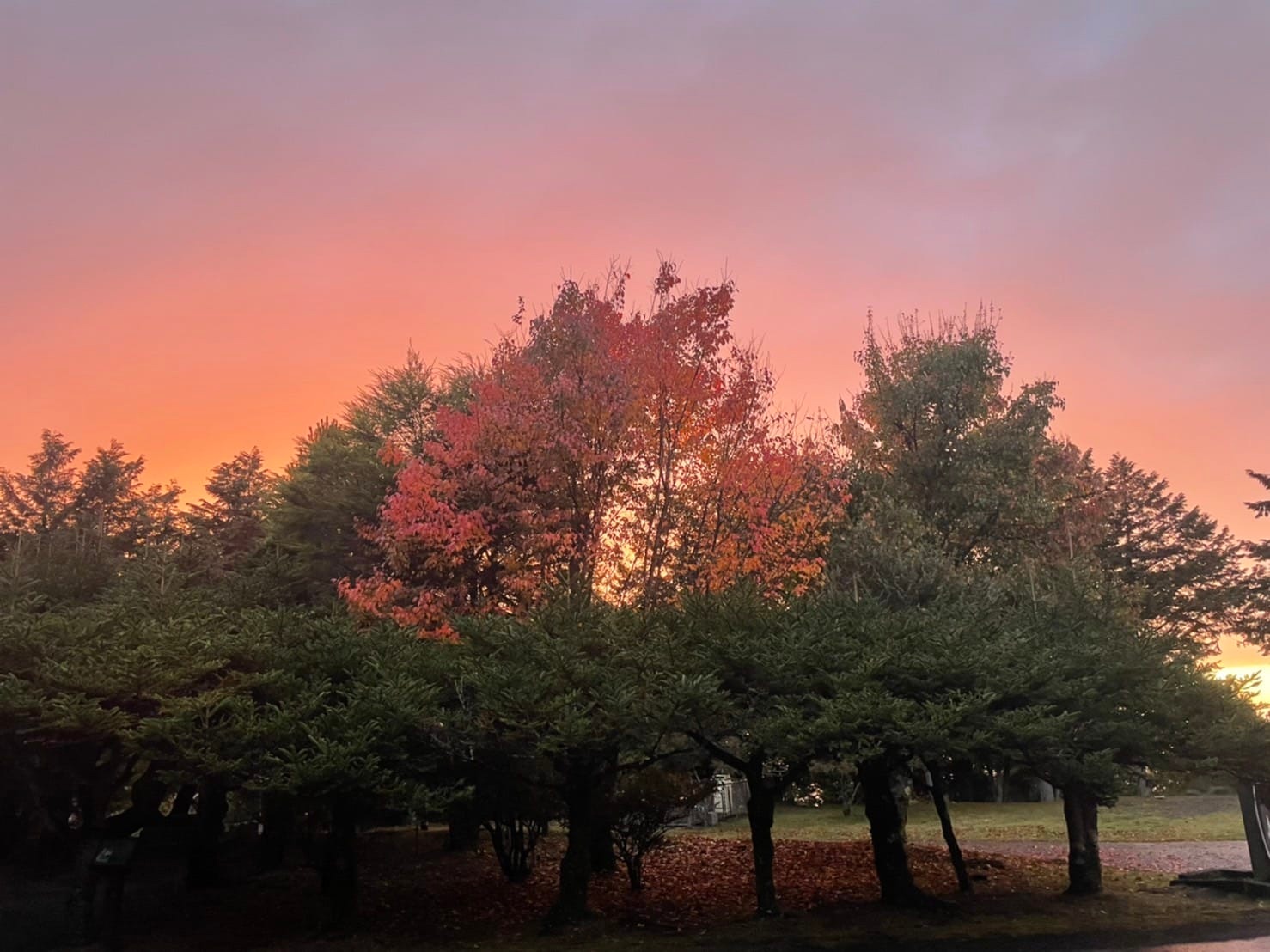 2022 台中秋季限定景點 5 選：「武陵農場」帶你一秒飛九寨溝、「落羽松祕境」太好拍