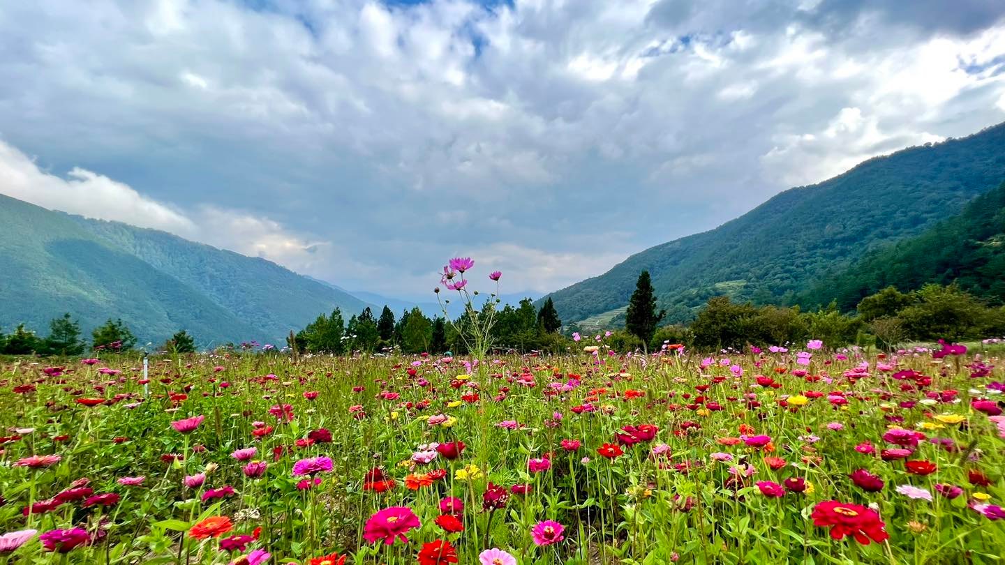 2022 台中秋季限定景點 5 選：「武陵農場」帶你一秒飛九寨溝、「落羽松祕境」太好拍