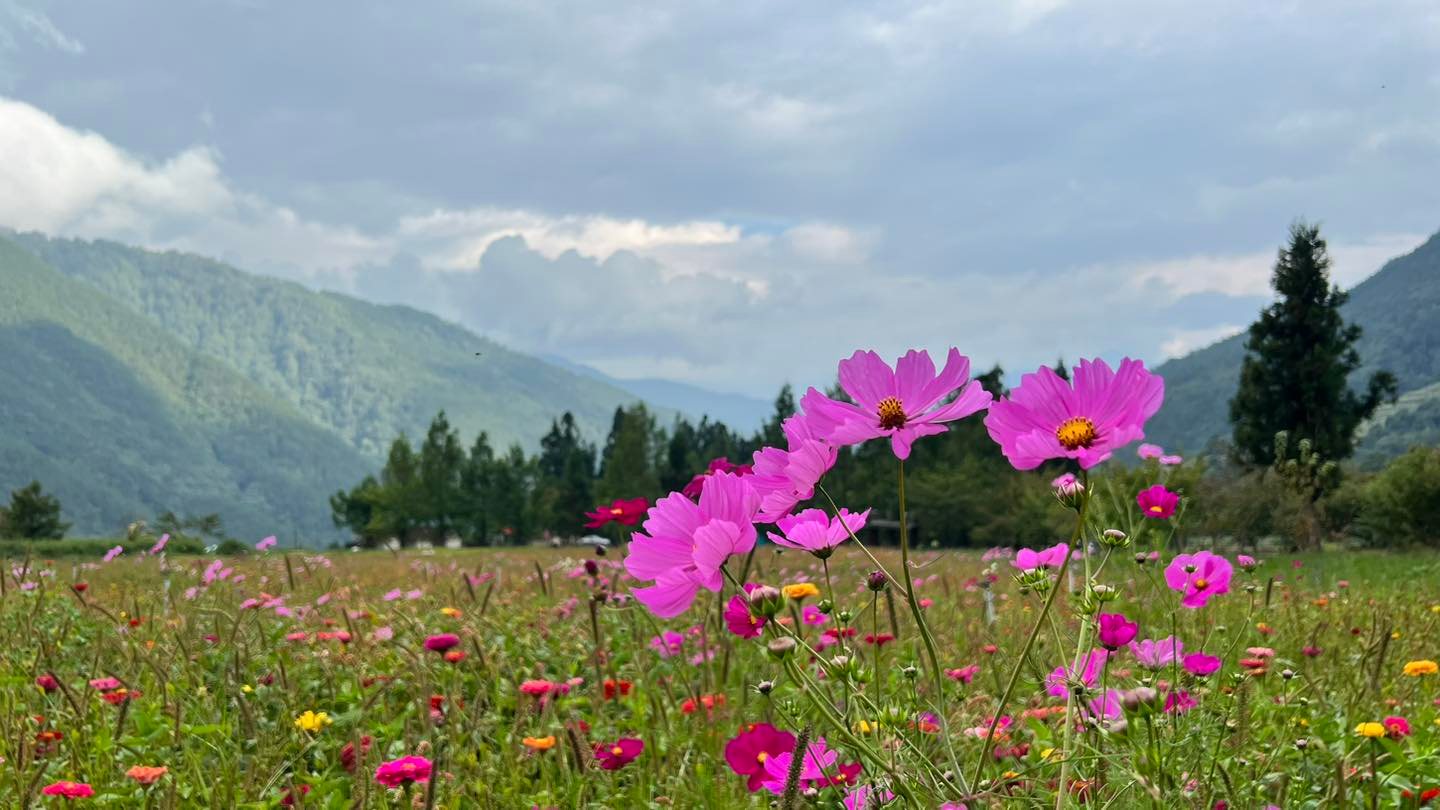 2022 台中秋季限定景點 5 選：「武陵農場」帶你一秒飛九寨溝、「落羽松祕境」太好拍