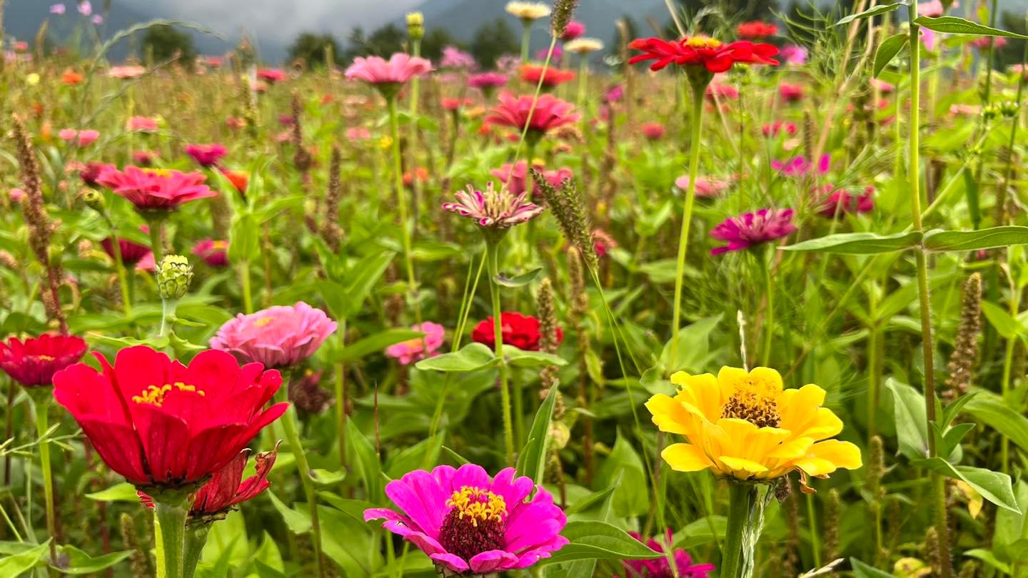 2022 台中秋季限定景點 5 選：「武陵農場」帶你一秒飛九寨溝、「落羽松祕境」太好拍