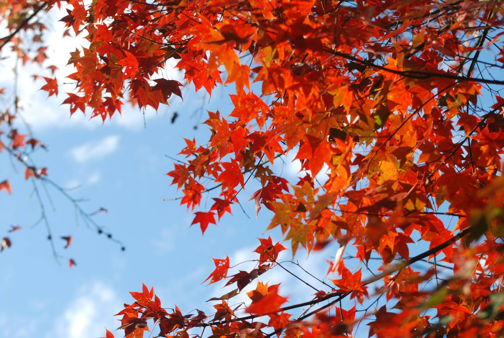 2022 台中秋季限定景點 5 選：「武陵農場」帶你一秒飛九寨溝、「落羽松祕境」太好拍