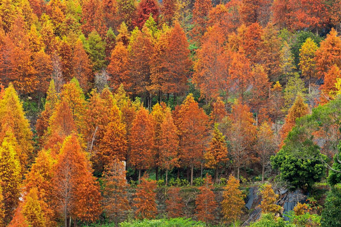 2022 台中秋季限定景點 5 選：「武陵農場」帶你一秒飛九寨溝、「落羽松祕境」太好拍