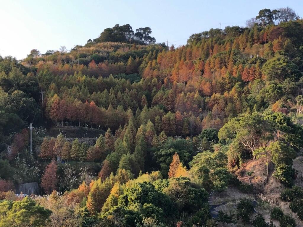 2022 台中秋季限定景點 5 選：「武陵農場」帶你一秒飛九寨溝、「落羽松祕境」太好拍