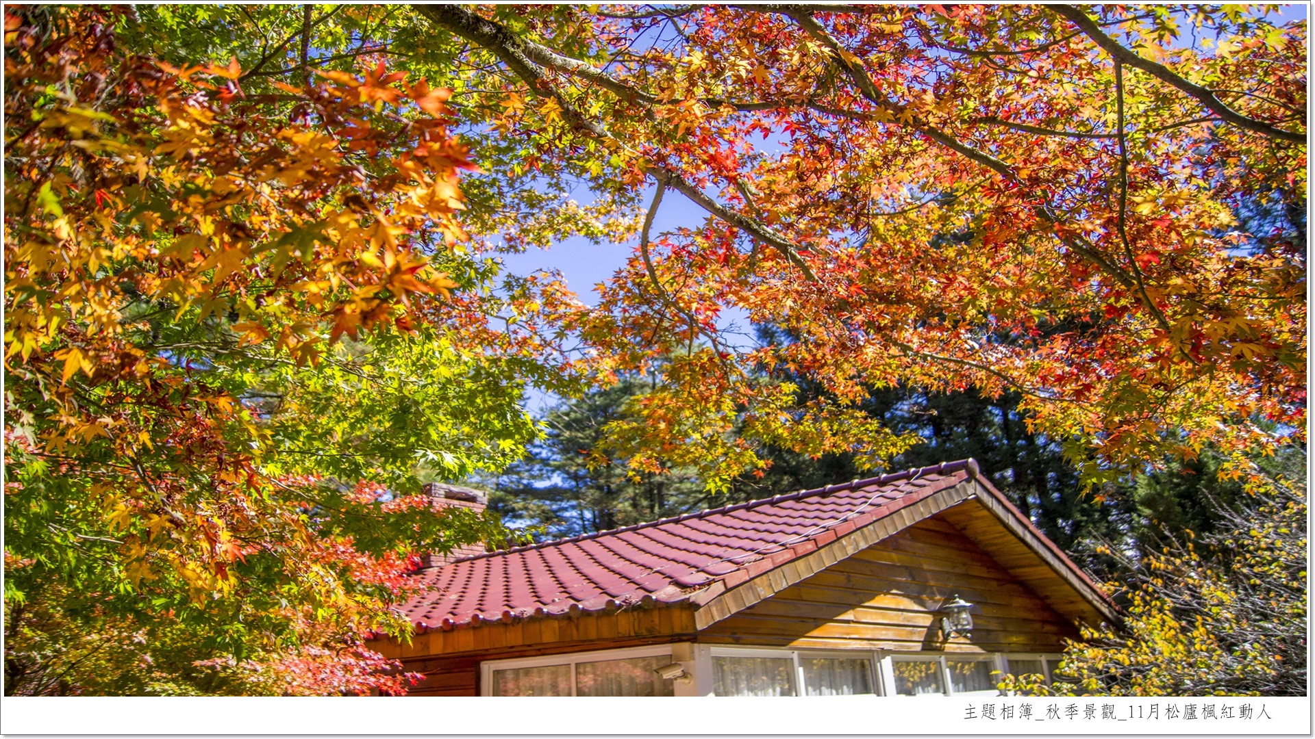 2022 台中秋季限定景點 5 選：「武陵農場」帶你一秒飛九寨溝、「落羽松祕境」太好拍