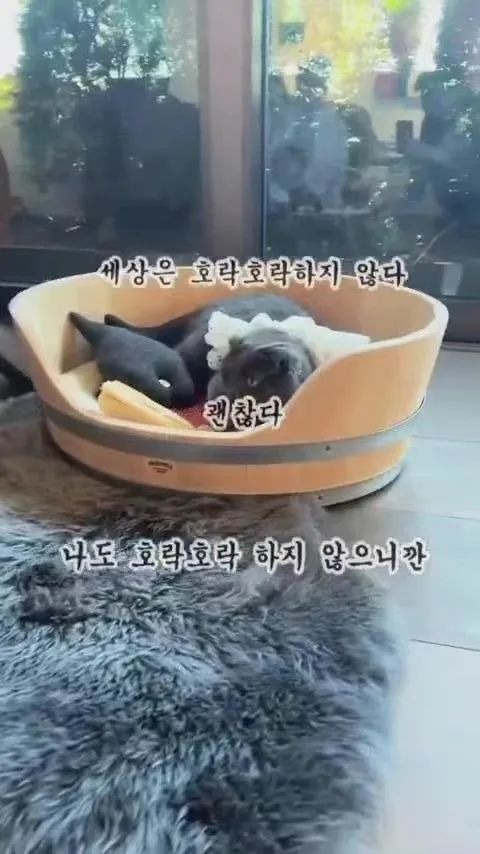 電影視界｜G-Dragon 沉迷擼貓！Netflix《喵星人的奇思妙想》解開毛孩謎團「呼嚕聲」原來能控制人類！