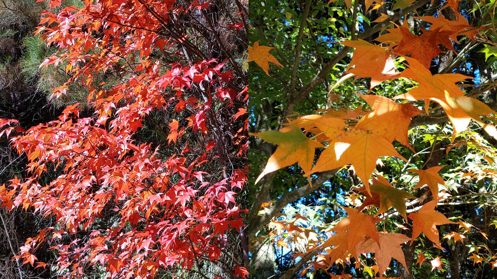 2022 台中秋季限定景點 5 選：「武陵農場」帶你一秒飛九寨溝、「落羽松祕境」太好拍