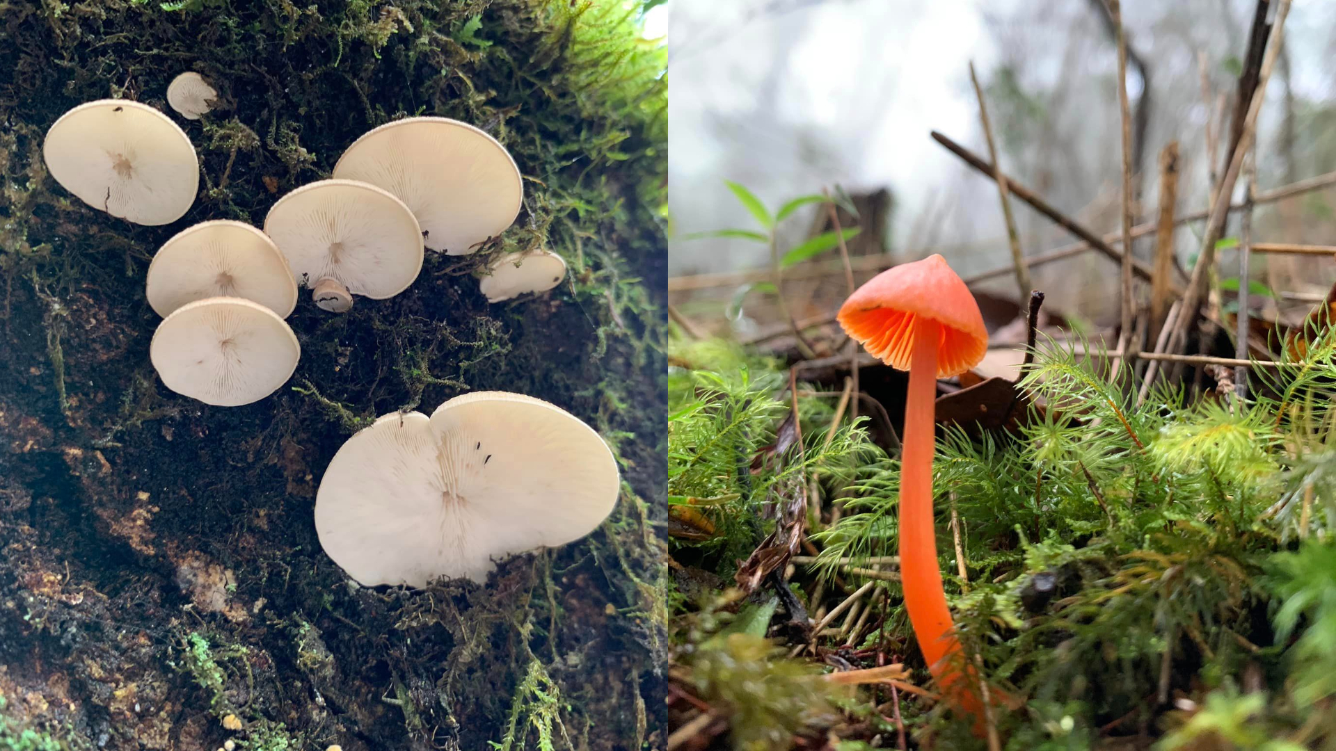 2022 台中秋季限定景點 5 選：「武陵農場」帶你一秒飛九寨溝、「落羽松祕境」太好拍