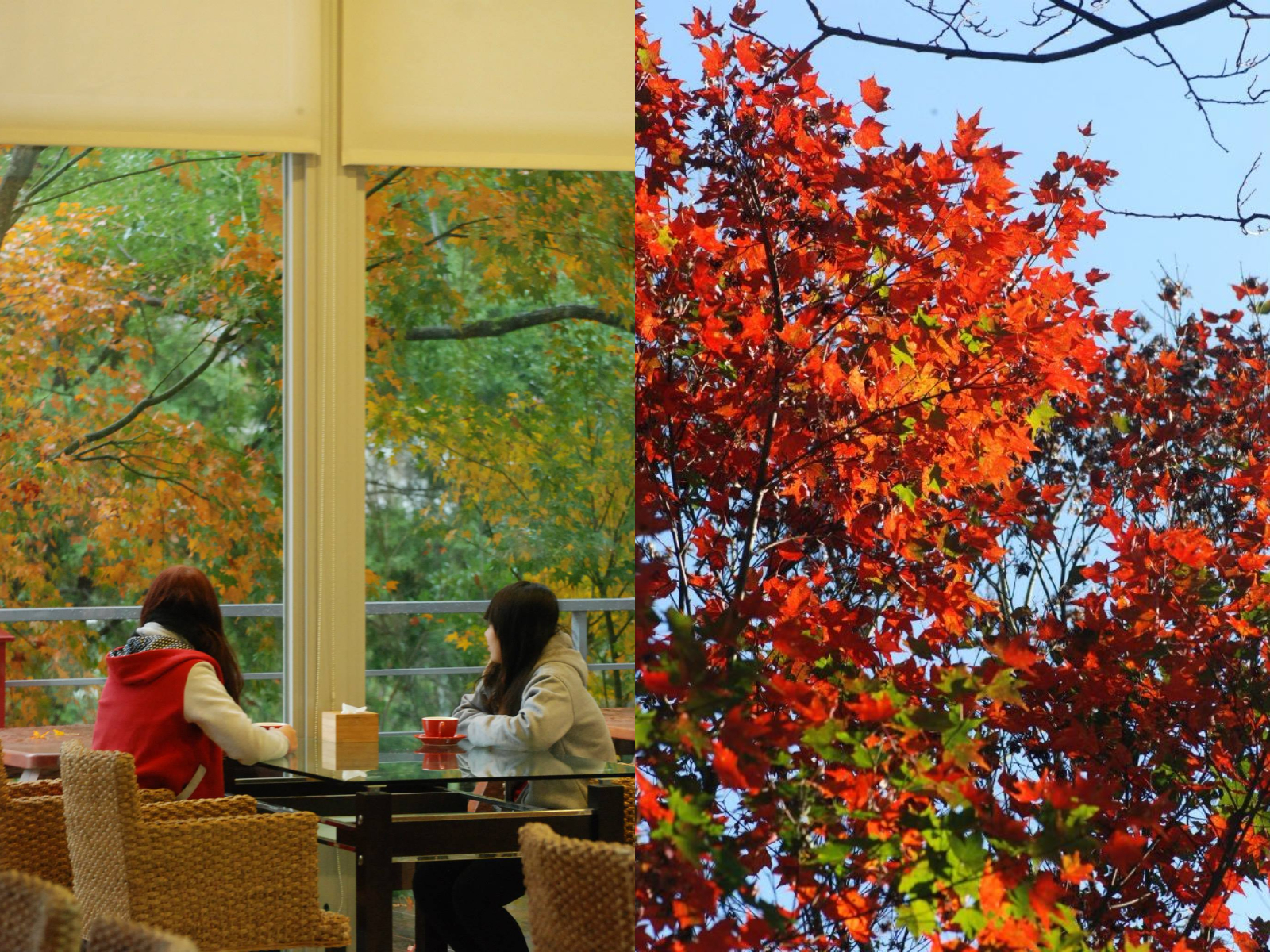 2022 台中秋季限定景點 5 選：「武陵農場」帶你一秒飛九寨溝、「落羽松祕境」太好拍