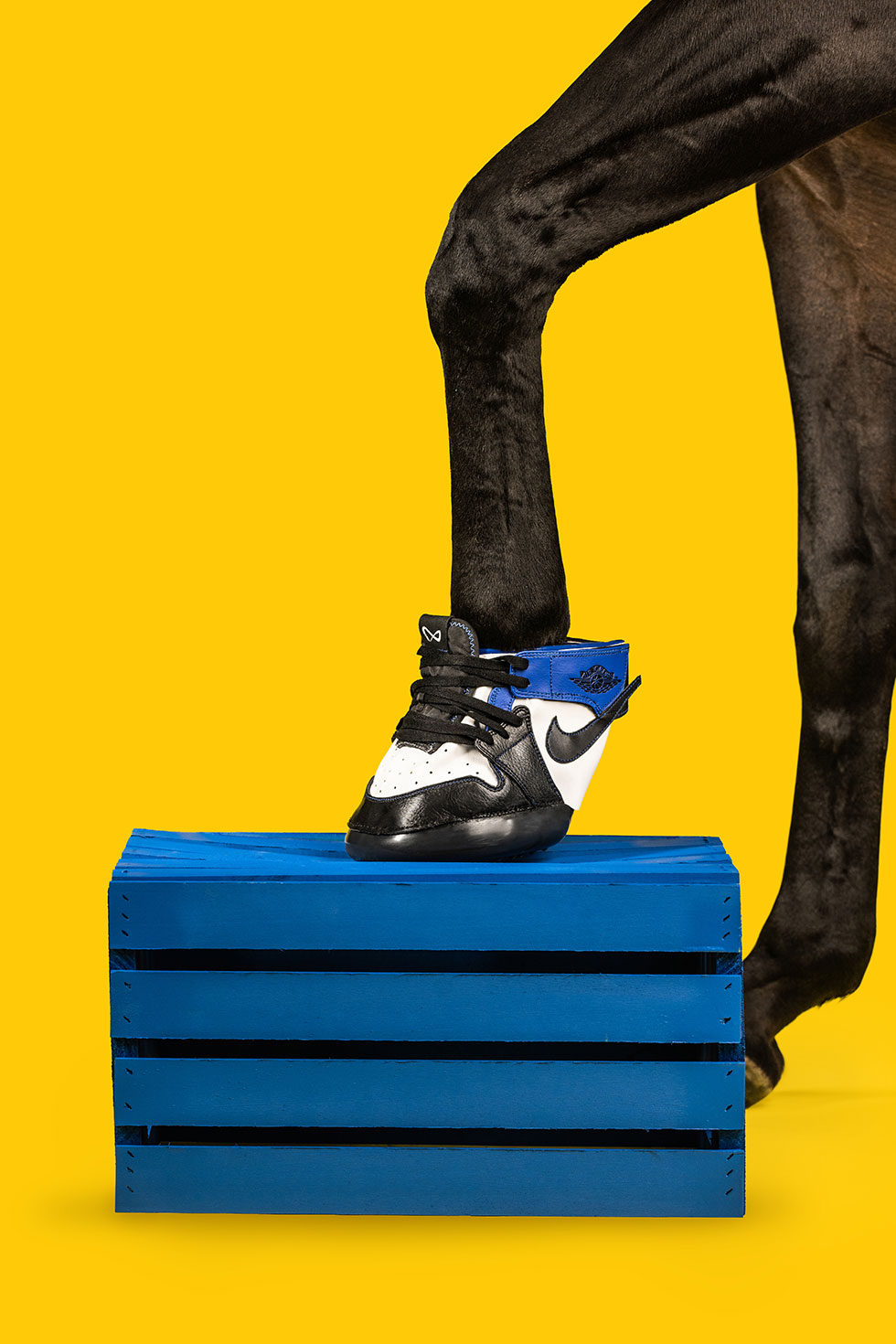 horse kicks