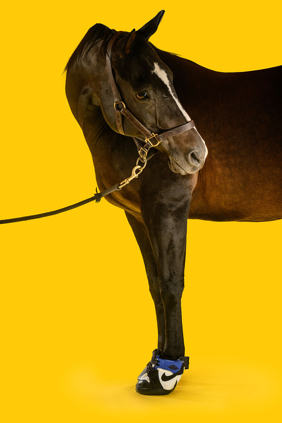 horse kicks