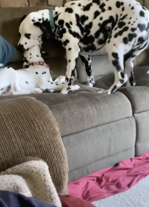 大麥町妹妹耍屁狂吠遭哥哥「張嘴含頭」強制靜音  千萬網友笑翻：幹得好