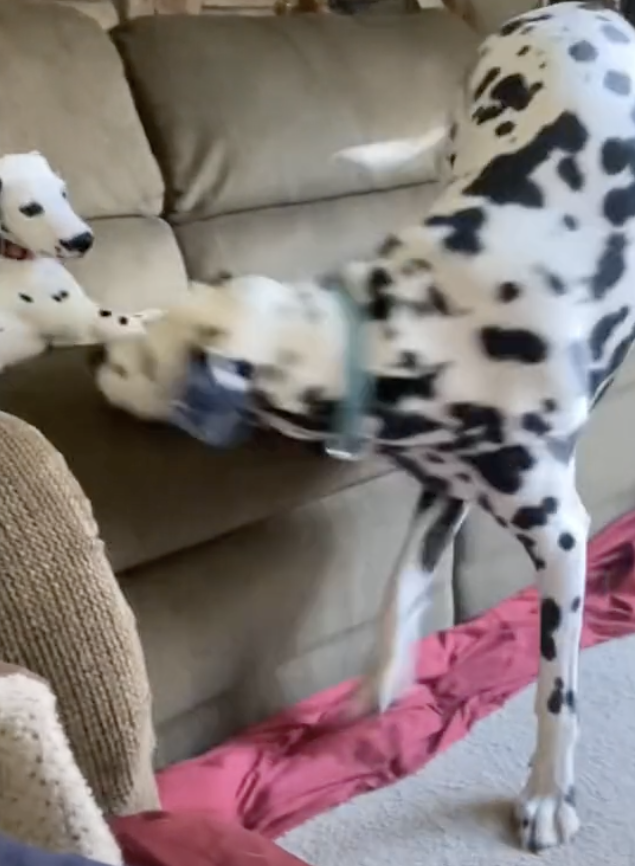 大麥町妹妹耍屁狂吠遭哥哥「張嘴含頭」強制靜音  千萬網友笑翻：幹得好