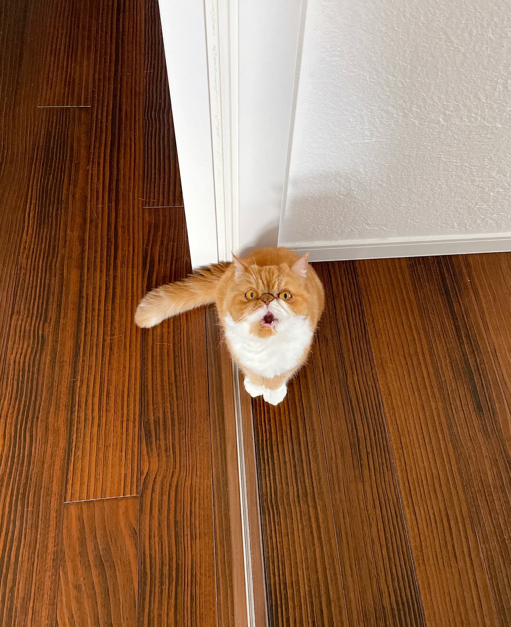 喵皇也會自責？加菲貓打翻水「低頭皺眉反省」  內疚模樣全網震驚