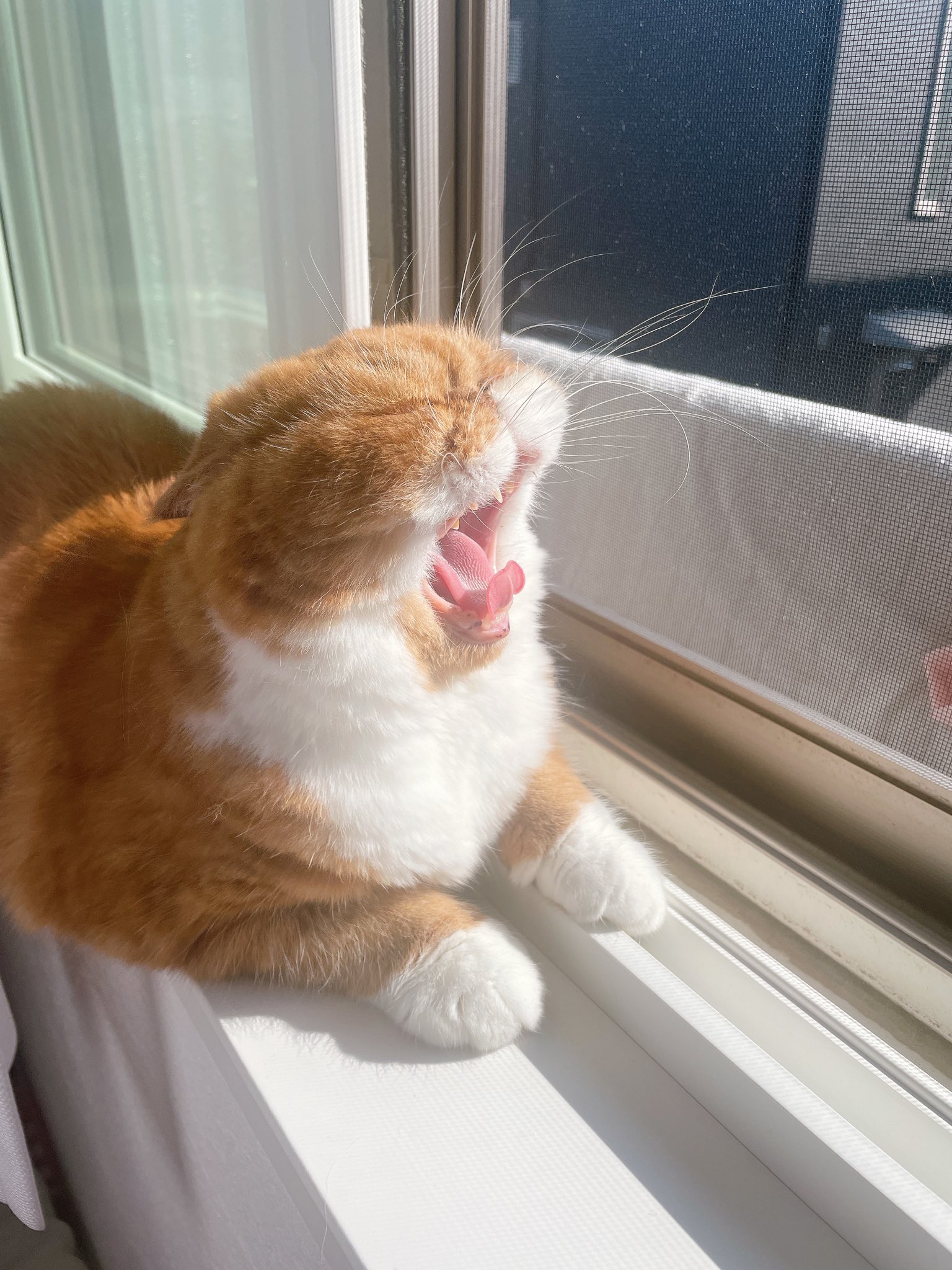 喵皇也會自責？加菲貓打翻水「低頭皺眉反省」  內疚模樣全網震驚