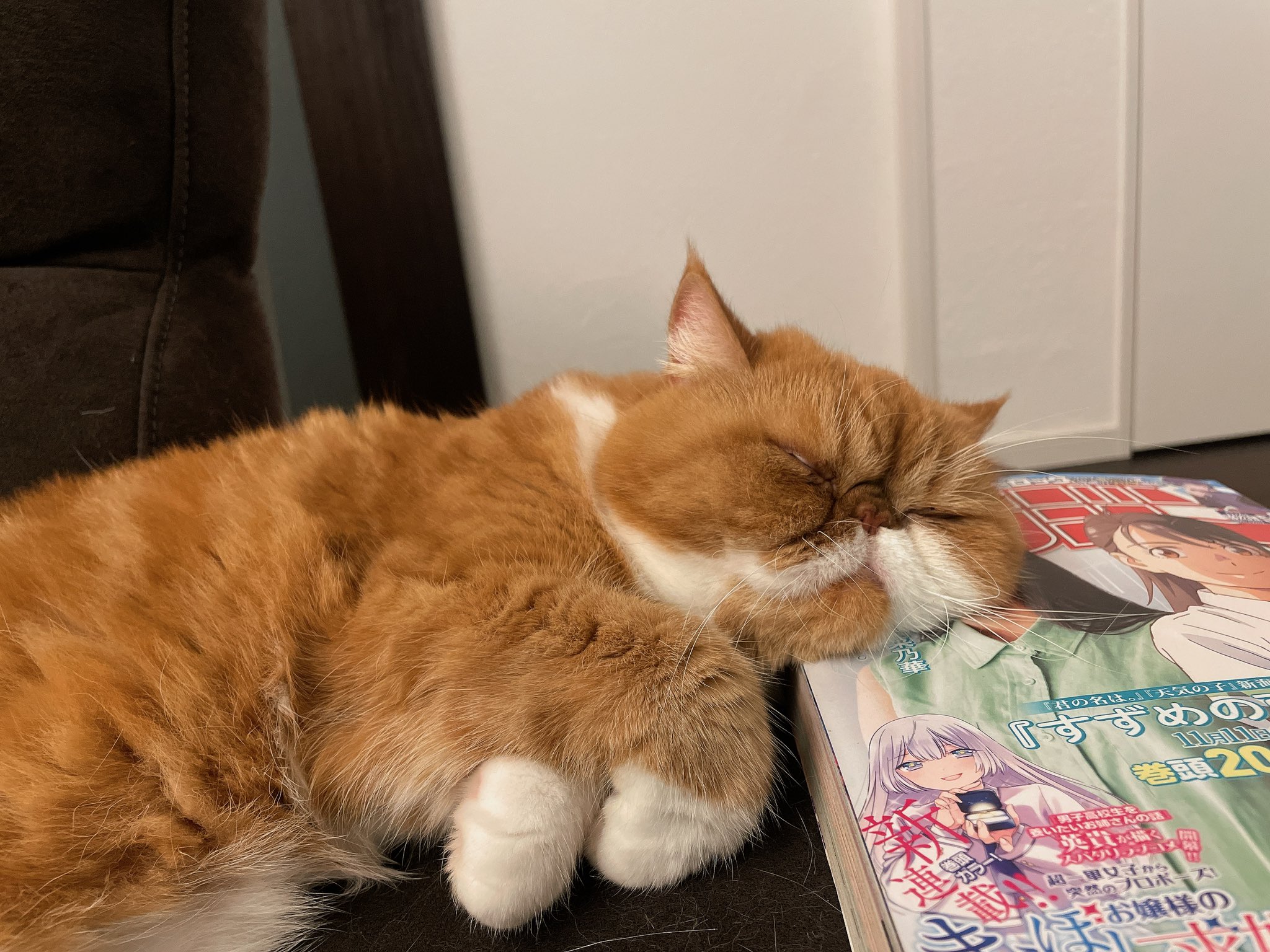 喵皇也會自責？加菲貓打翻水「低頭皺眉反省」  內疚模樣全網震驚