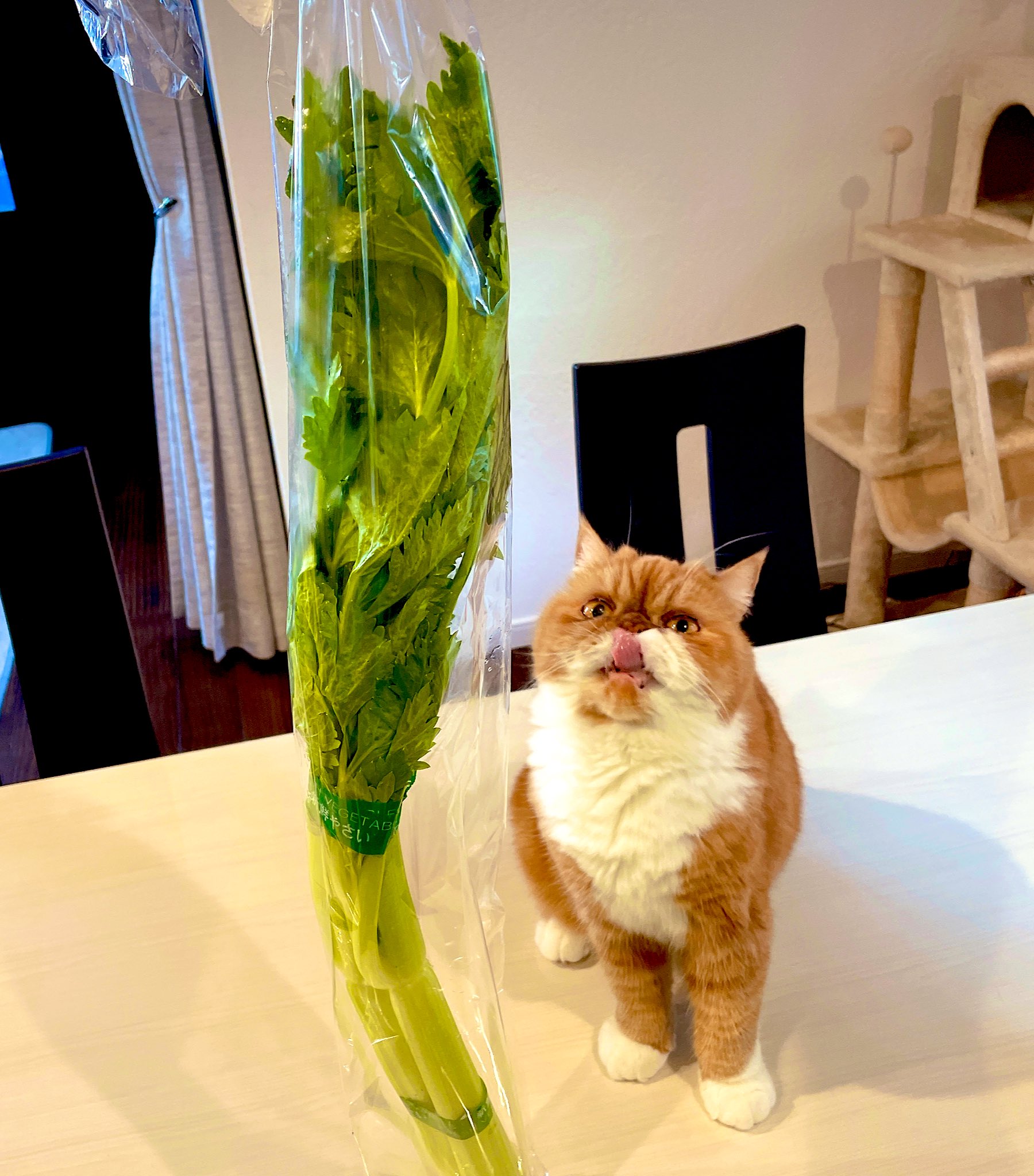 喵皇也會自責？加菲貓打翻水「低頭皺眉反省」  內疚模樣全網震驚