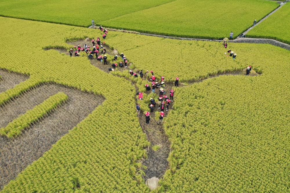台灣驚見「神秘」麥田圈？PUMA 認養花蓮有機農田，落實在地環境關懷維護！