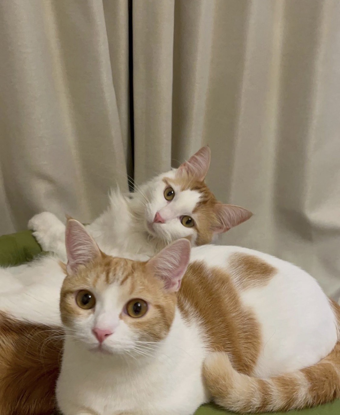 寵愛貓弟弟 … 緬因貓哥哥遠方投射「死亡凝視」氣炸，網友看傻：這壓力山大！