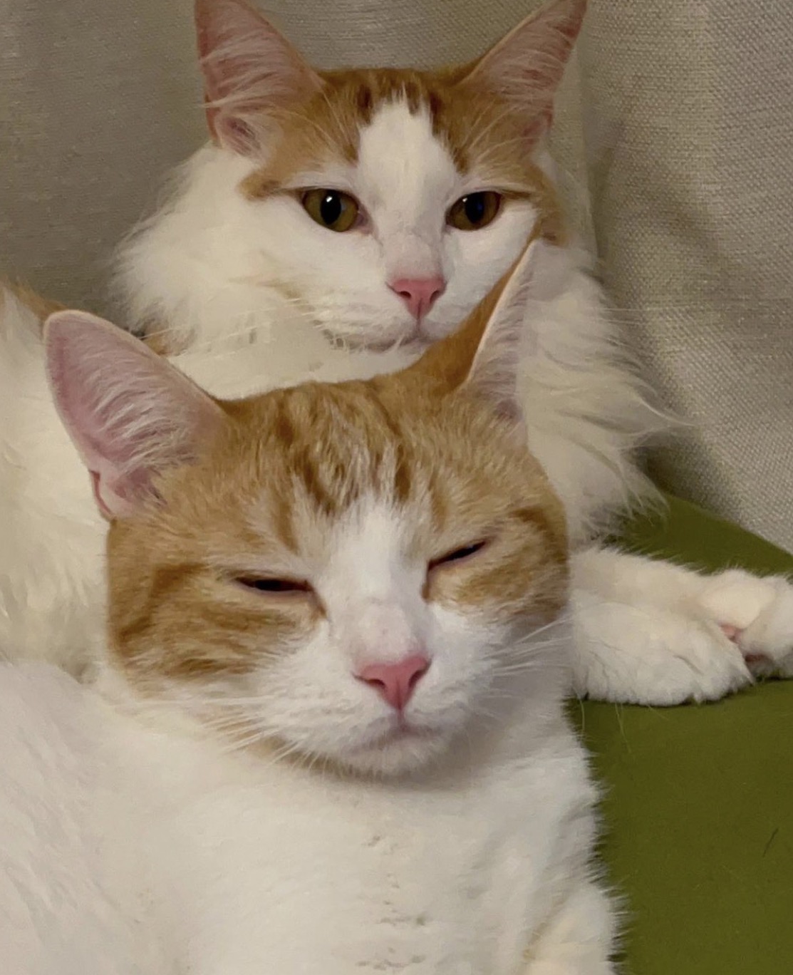 寵愛貓弟弟 … 緬因貓哥哥遠方投射「死亡凝視」氣炸，網友看傻：這壓力山大！