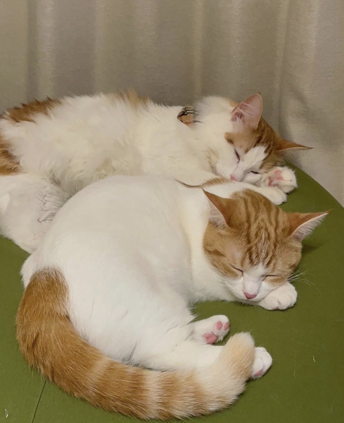 寵愛貓弟弟 … 緬因貓哥哥遠方投射「死亡凝視」氣炸，網友看傻：這壓力山大！