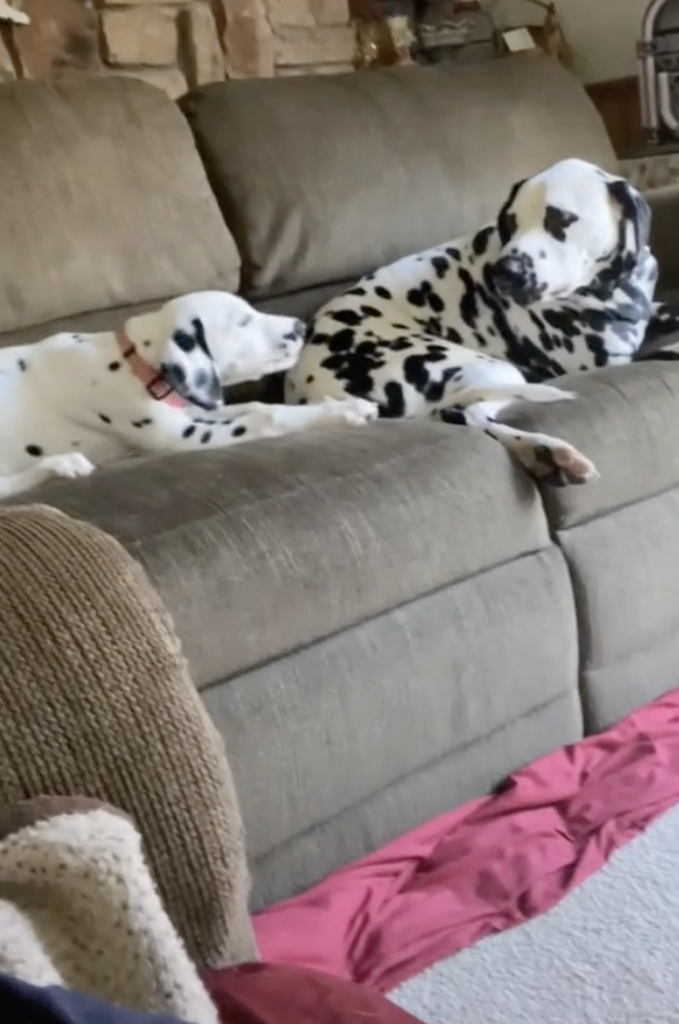 大麥町妹妹耍屁狂吠遭哥哥「張嘴含頭」強制靜音  千萬網友笑翻：幹得好