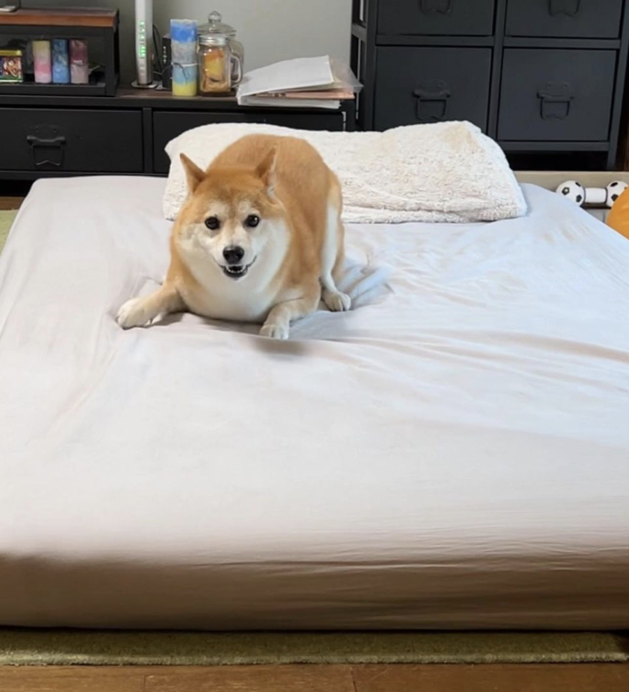 以為是點心…柴柴興奮湊近張嘴「驚覺是顆驅蟲藥」  氣到出拳攻擊：欺騙本柴感情