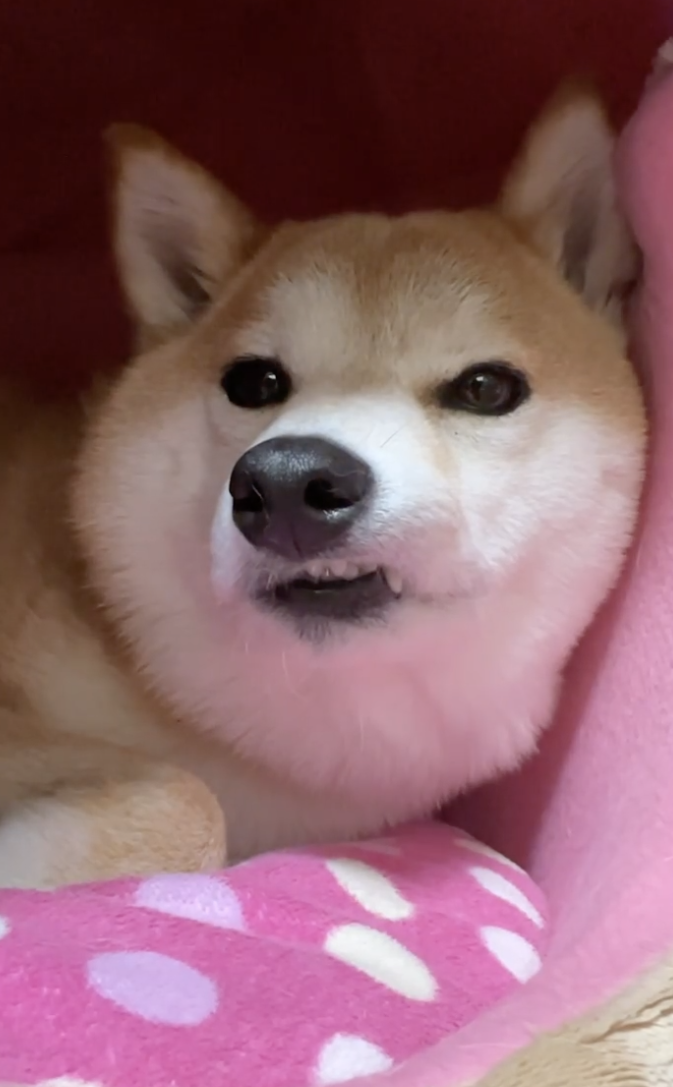 以為是點心…柴柴興奮湊近張嘴「驚覺是顆驅蟲藥」  氣到出拳攻擊：欺騙本柴感情