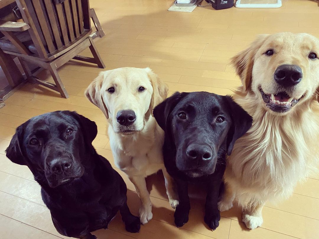 日本網友分享四隻大型犬毛孩衝出門外的可愛日常