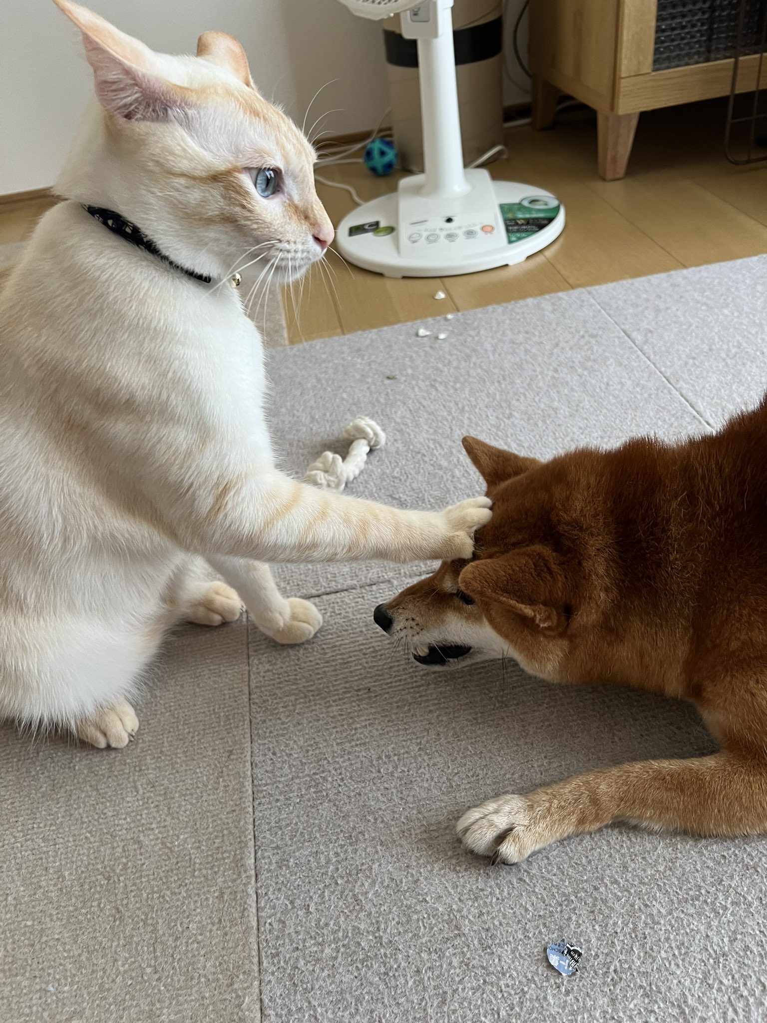 柴柴遭白目貓夥伴「張嘴咬耳」，氣到呲牙裂嘴：想打架？  神奇瞬間遭抓拍PO網