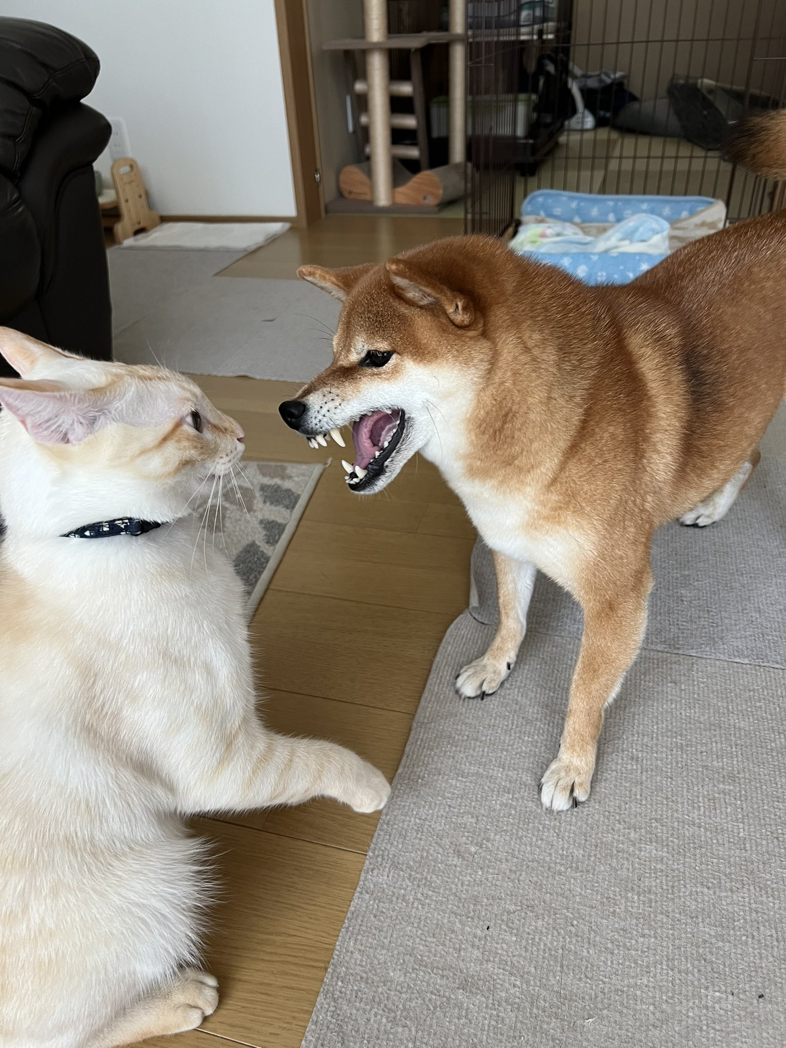 柴柴遭白目貓夥伴「張嘴咬耳」，氣到呲牙裂嘴：想打架？  神奇瞬間遭抓拍PO網