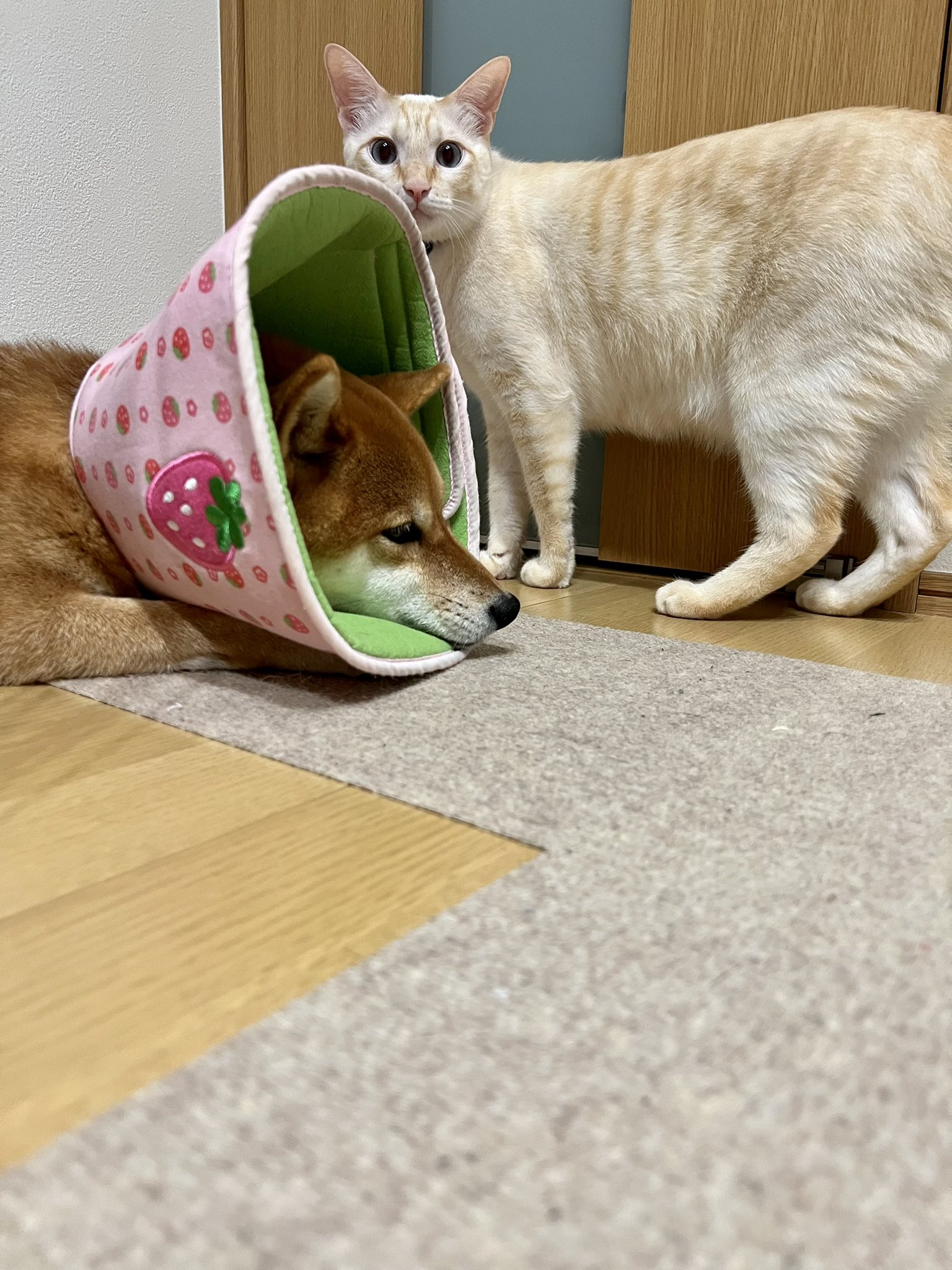 柴柴遭白目貓夥伴「張嘴咬耳」，氣到呲牙裂嘴：想打架？  神奇瞬間遭抓拍PO網