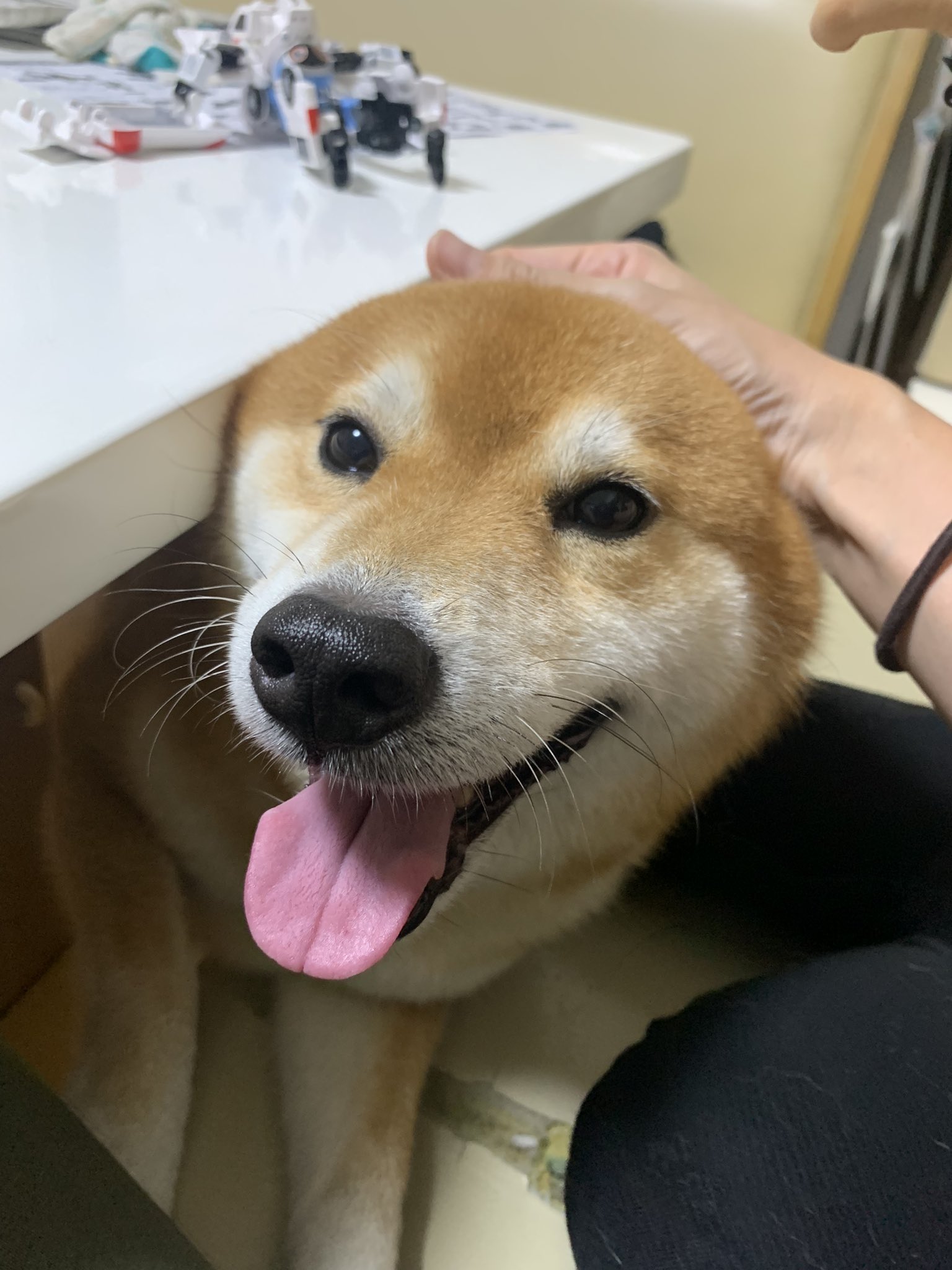 令人羨慕的狗生！柴柴霸佔暖爐爽睡「還掛滿足笑容」  飼主看傻：還能聽到打呼聲