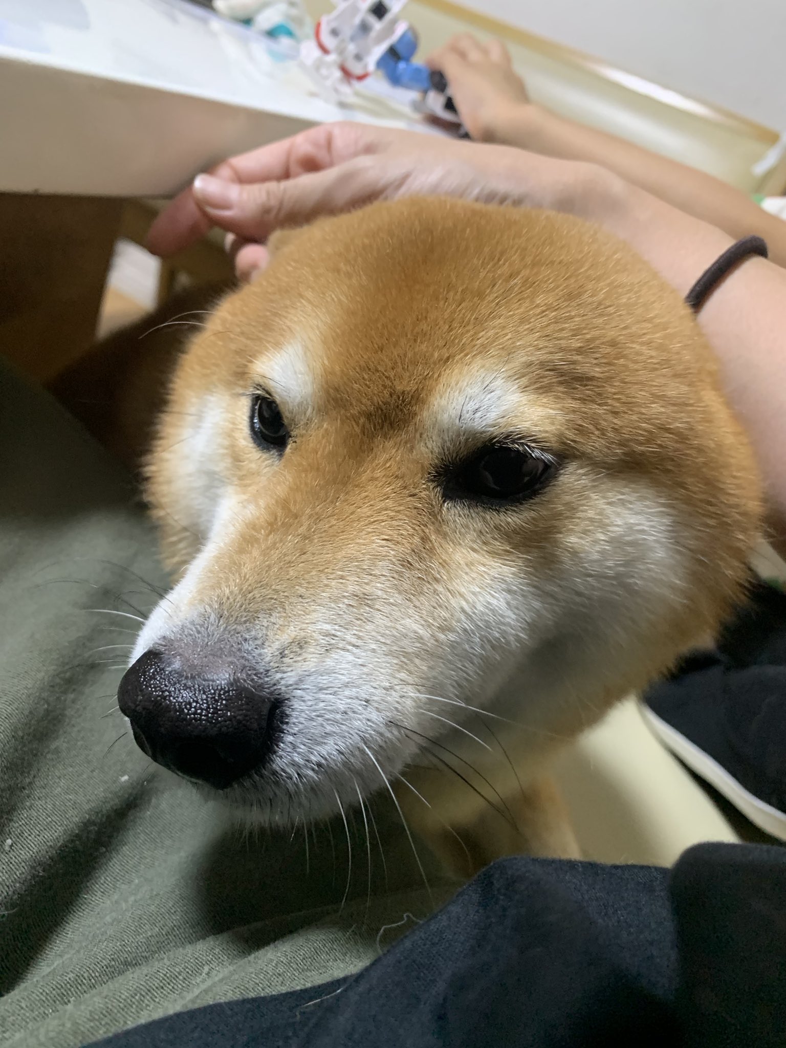 令人羨慕的狗生！柴柴霸佔暖爐爽睡「還掛滿足笑容」  飼主看傻：還能聽到打呼聲