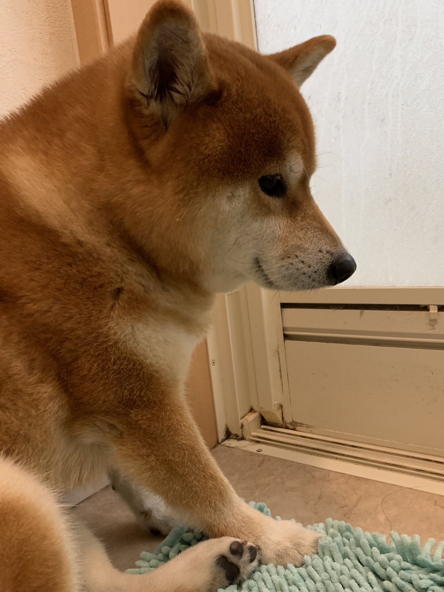 令人羨慕的狗生！柴柴霸佔暖爐爽睡「還掛滿足笑容」  飼主看傻：還能聽到打呼聲