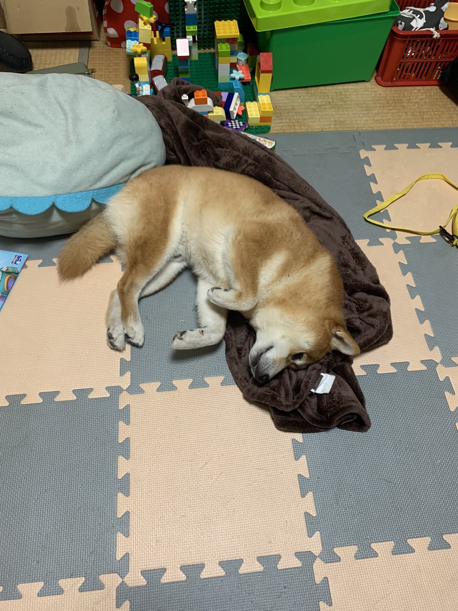 令人羨慕的狗生！柴柴霸佔暖爐爽睡「還掛滿足笑容」  飼主看傻：還能聽到打呼聲