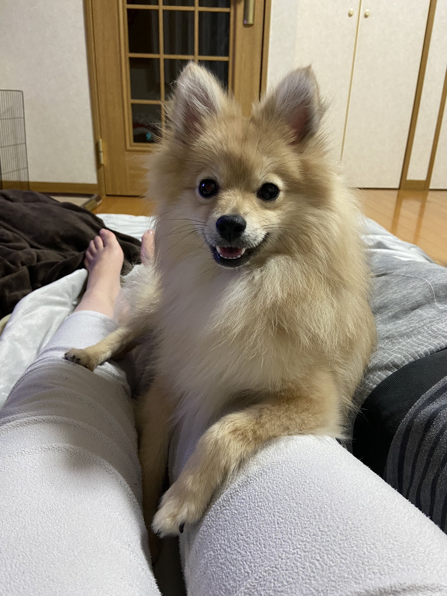 博美把爸爸臉當「人肉屁墊」還悠哉打哈欠  網友揭搞笑模樣後溫馨真相