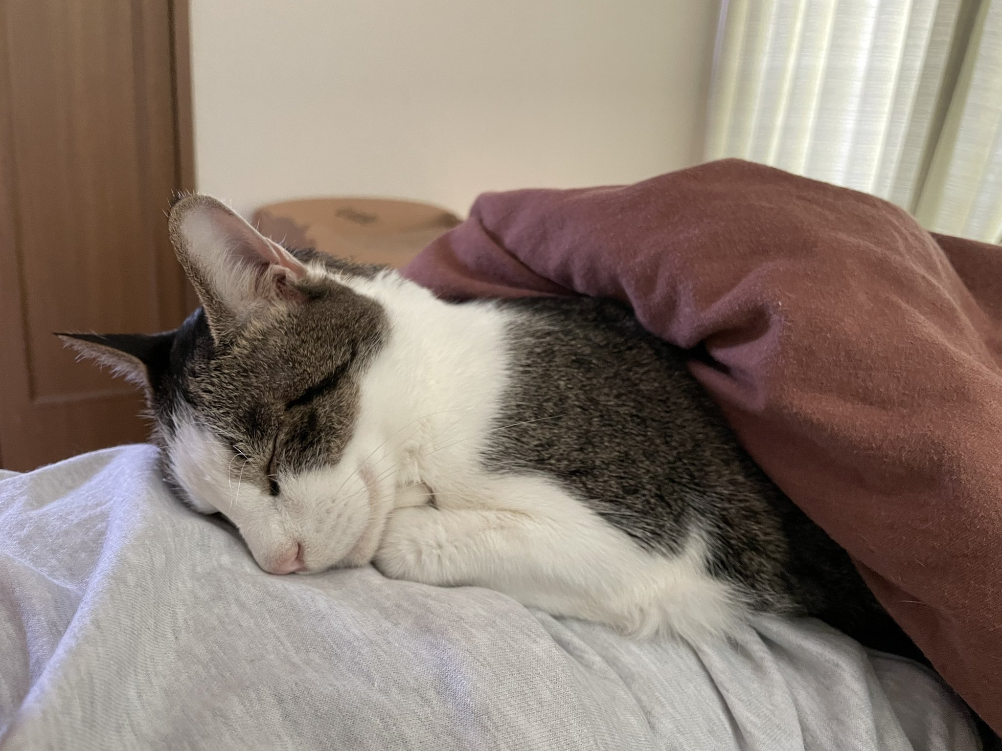 貓型蜈蚣？虎斑「深埋橘貓夥伴屁屁」熟睡  主人看傻：吸貓最高境界