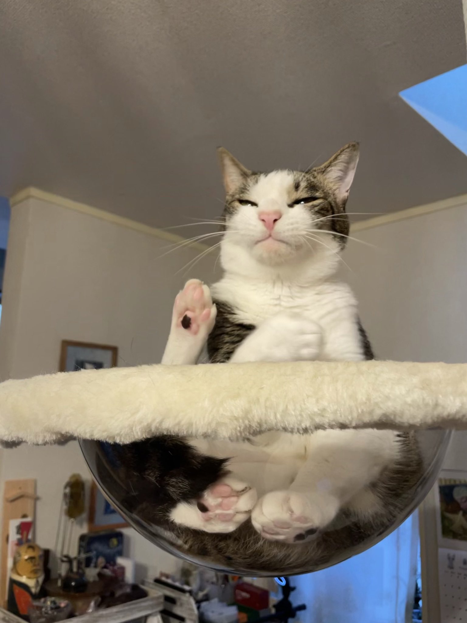 貓型蜈蚣？虎斑「深埋橘貓夥伴屁屁」熟睡  主人看傻：吸貓最高境界