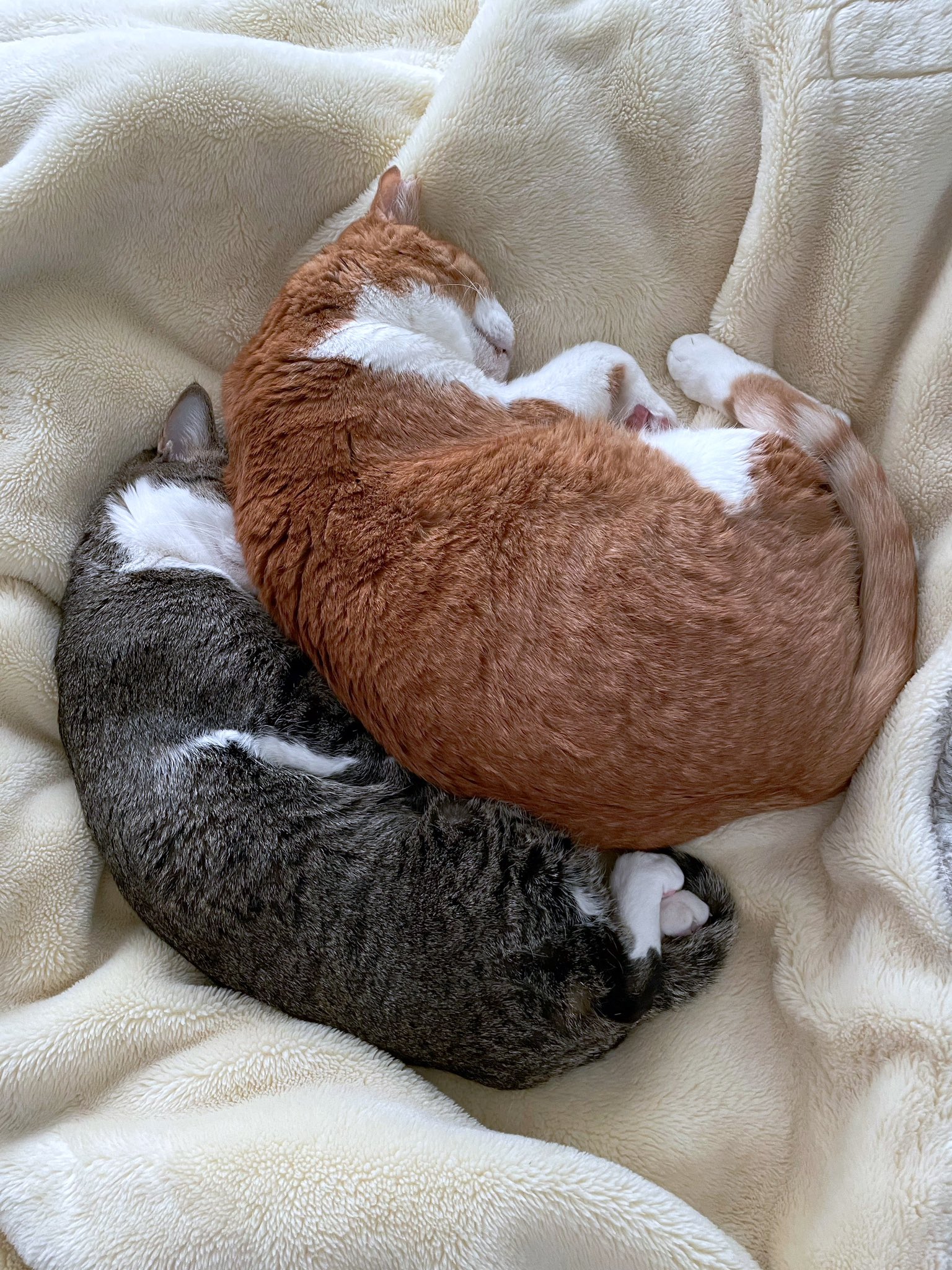 貓型蜈蚣？虎斑「深埋橘貓夥伴屁屁」熟睡  主人看傻：吸貓最高境界