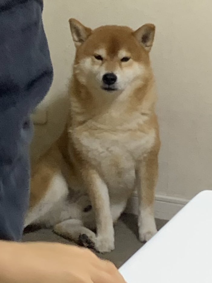 令人羨慕的狗生！柴柴霸佔暖爐爽睡「還掛滿足笑容」  飼主看傻：還能聽到打呼聲