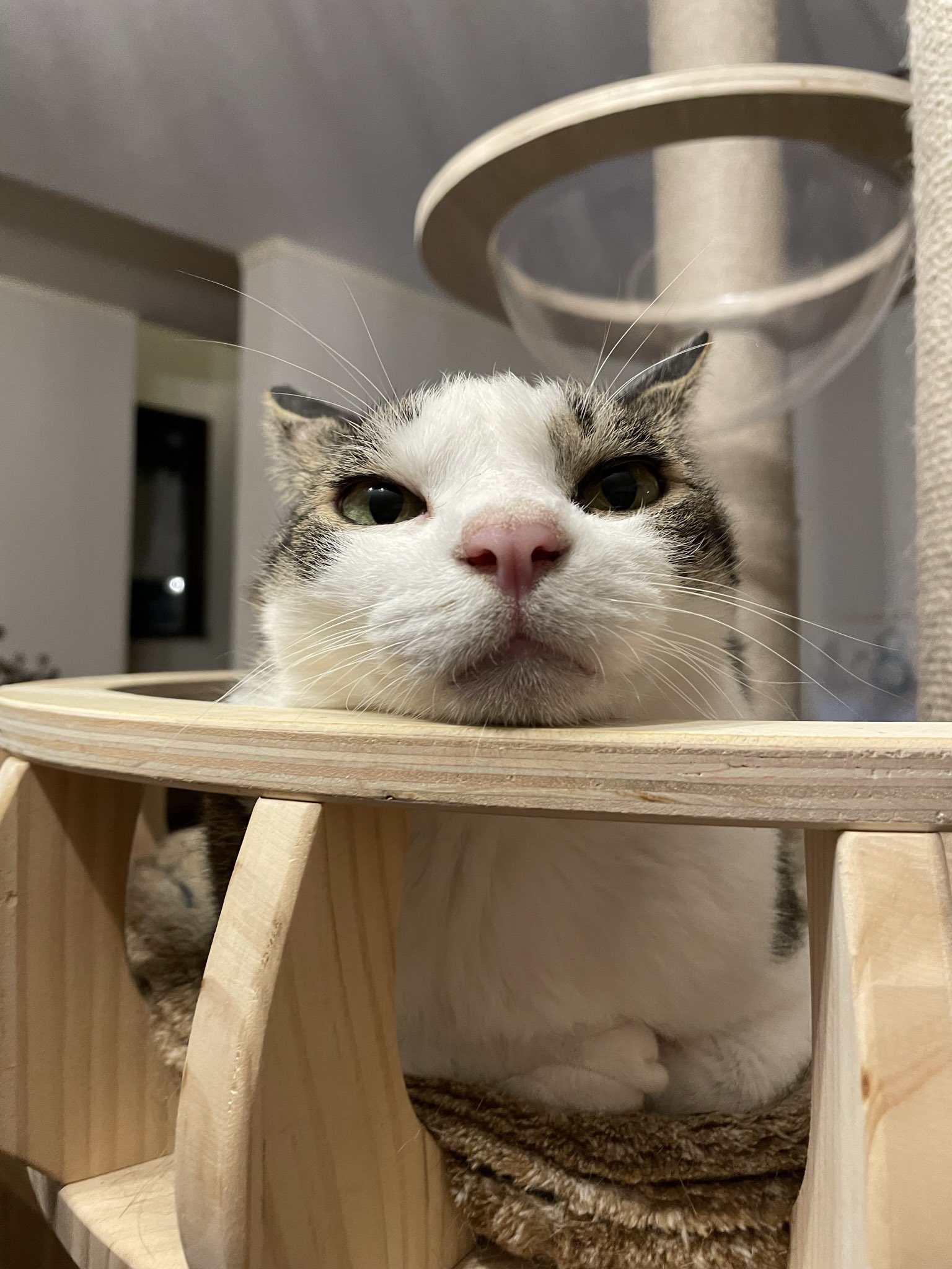 貓型蜈蚣？虎斑「深埋橘貓夥伴屁屁」熟睡  主人看傻：吸貓最高境界