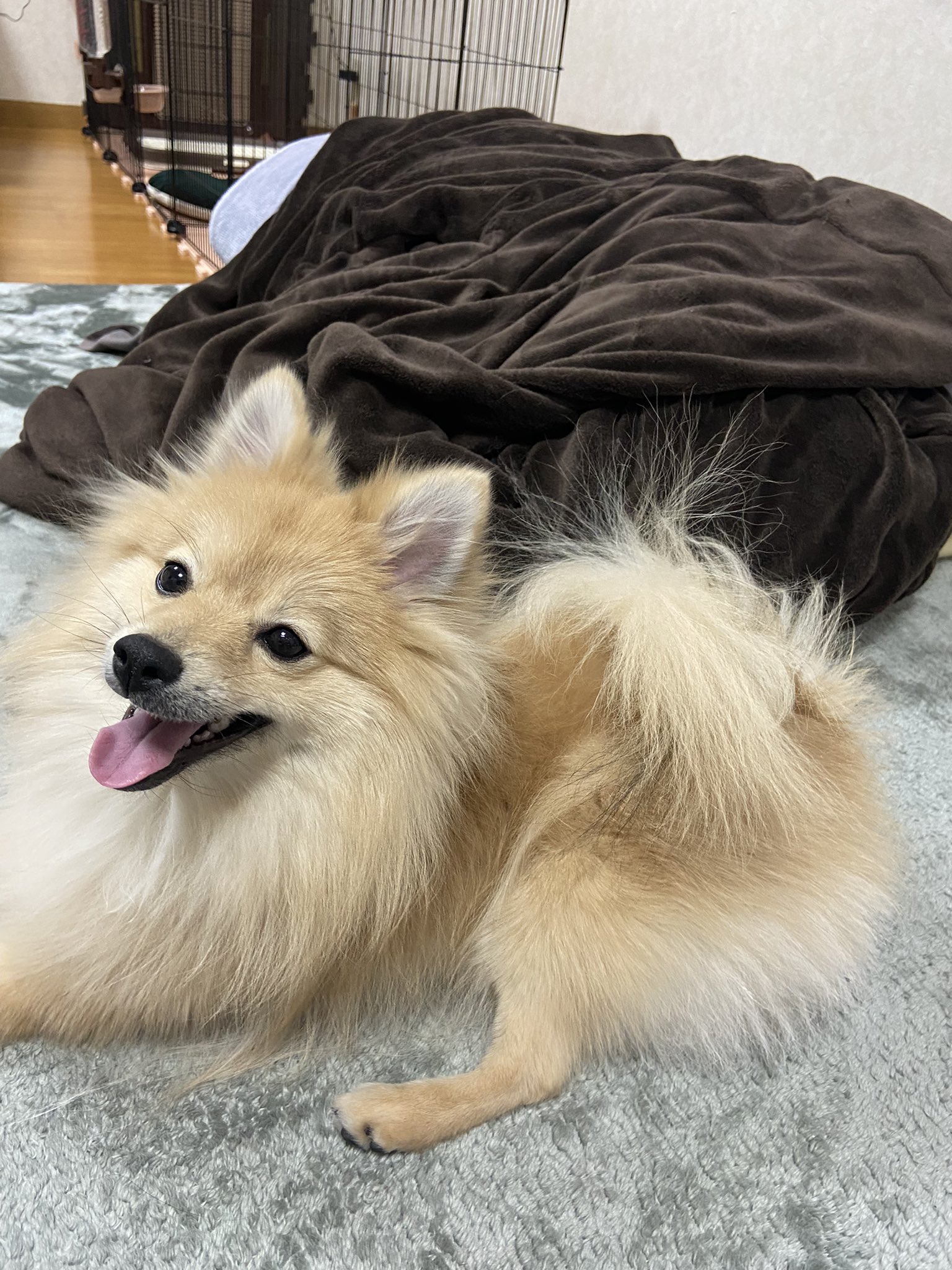 博美把爸爸臉當「人肉屁墊」還悠哉打哈欠  網友揭搞笑模樣後溫馨真相