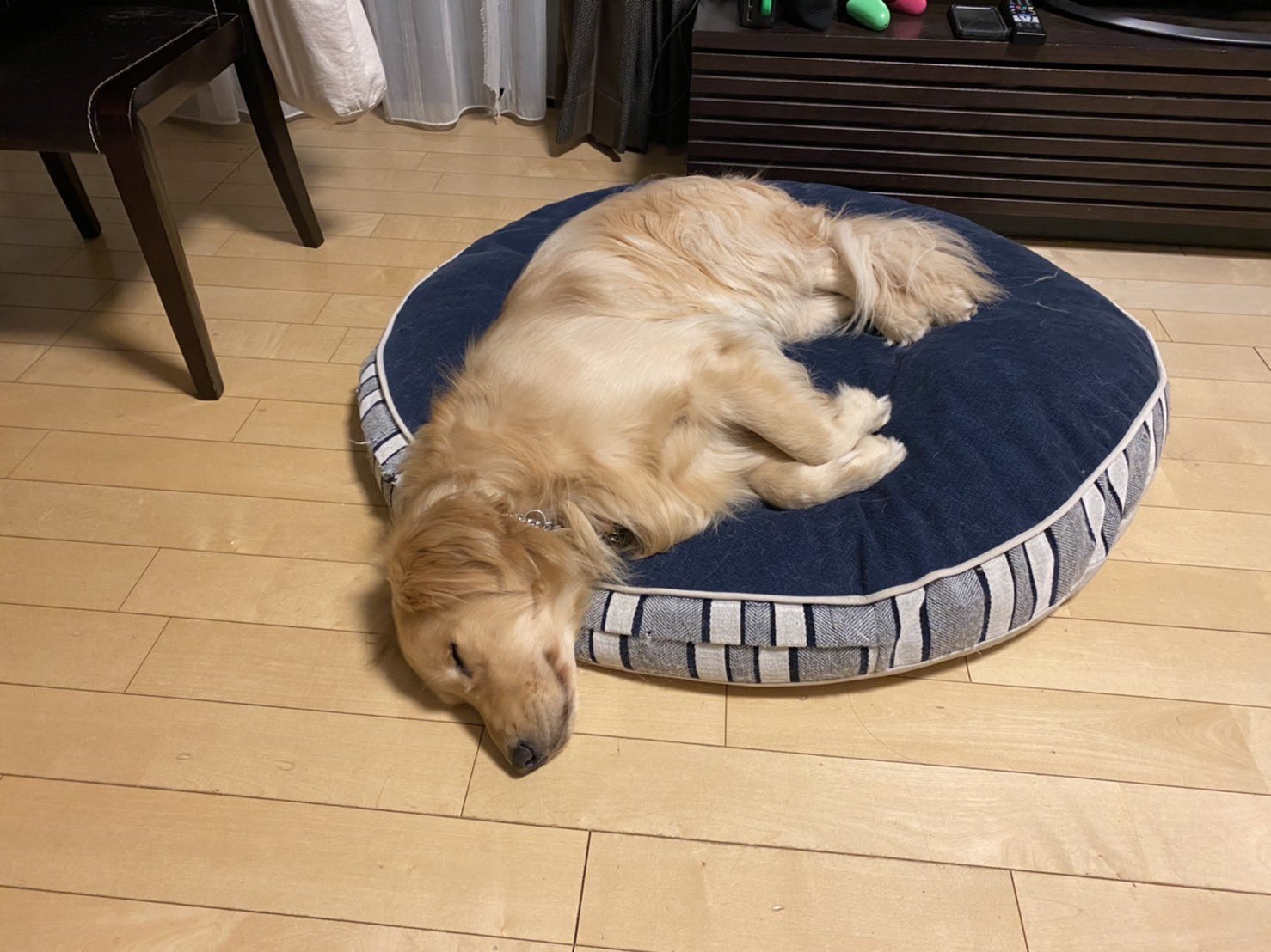 一定要吃到！主人吃麵包…貪吃阿金化身地鼠鑽空隙討食  希望反覆落空惹全網心疼