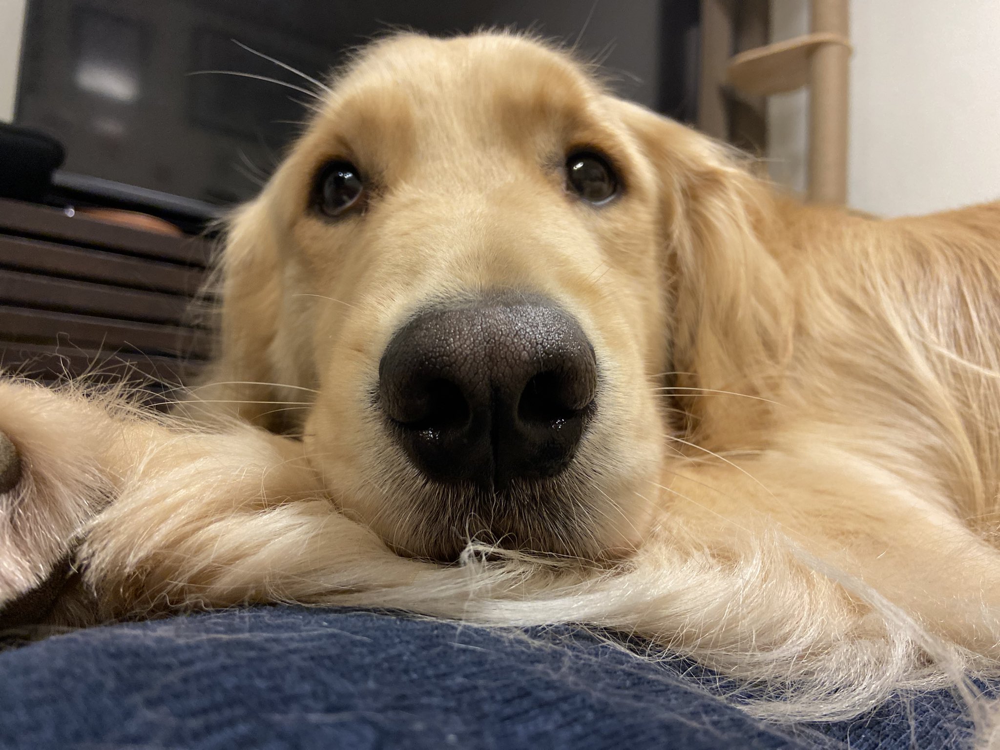 一定要吃到！主人吃麵包…貪吃阿金化身地鼠鑽空隙討食  希望反覆落空惹全網心疼