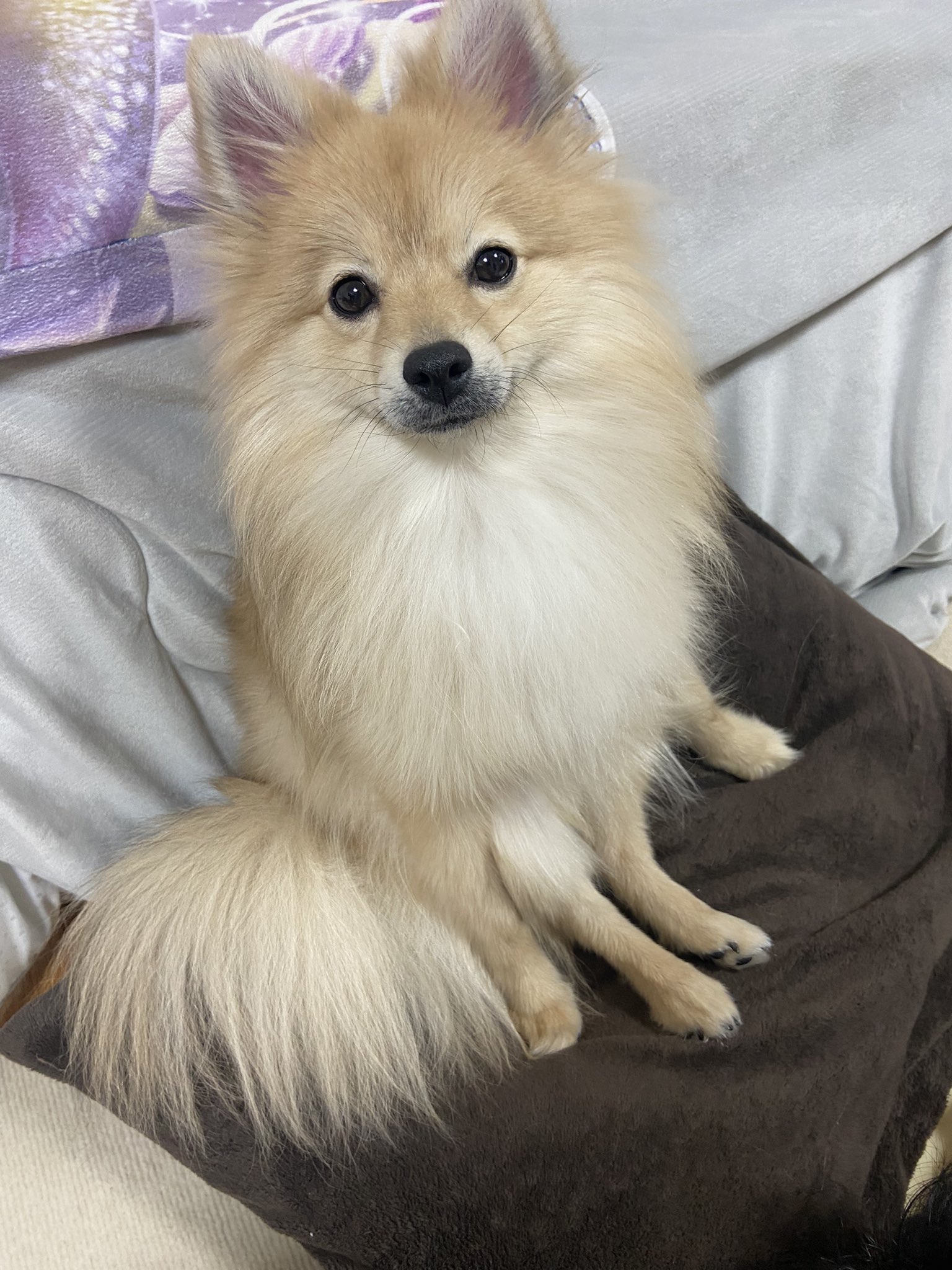 博美把爸爸臉當「人肉屁墊」還悠哉打哈欠  網友揭搞笑模樣後溫馨真相