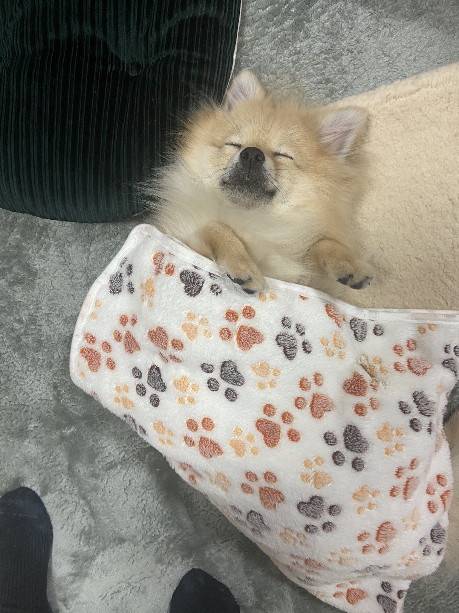 博美把爸爸臉當「人肉屁墊」還悠哉打哈欠  網友揭搞笑模樣後溫馨真相