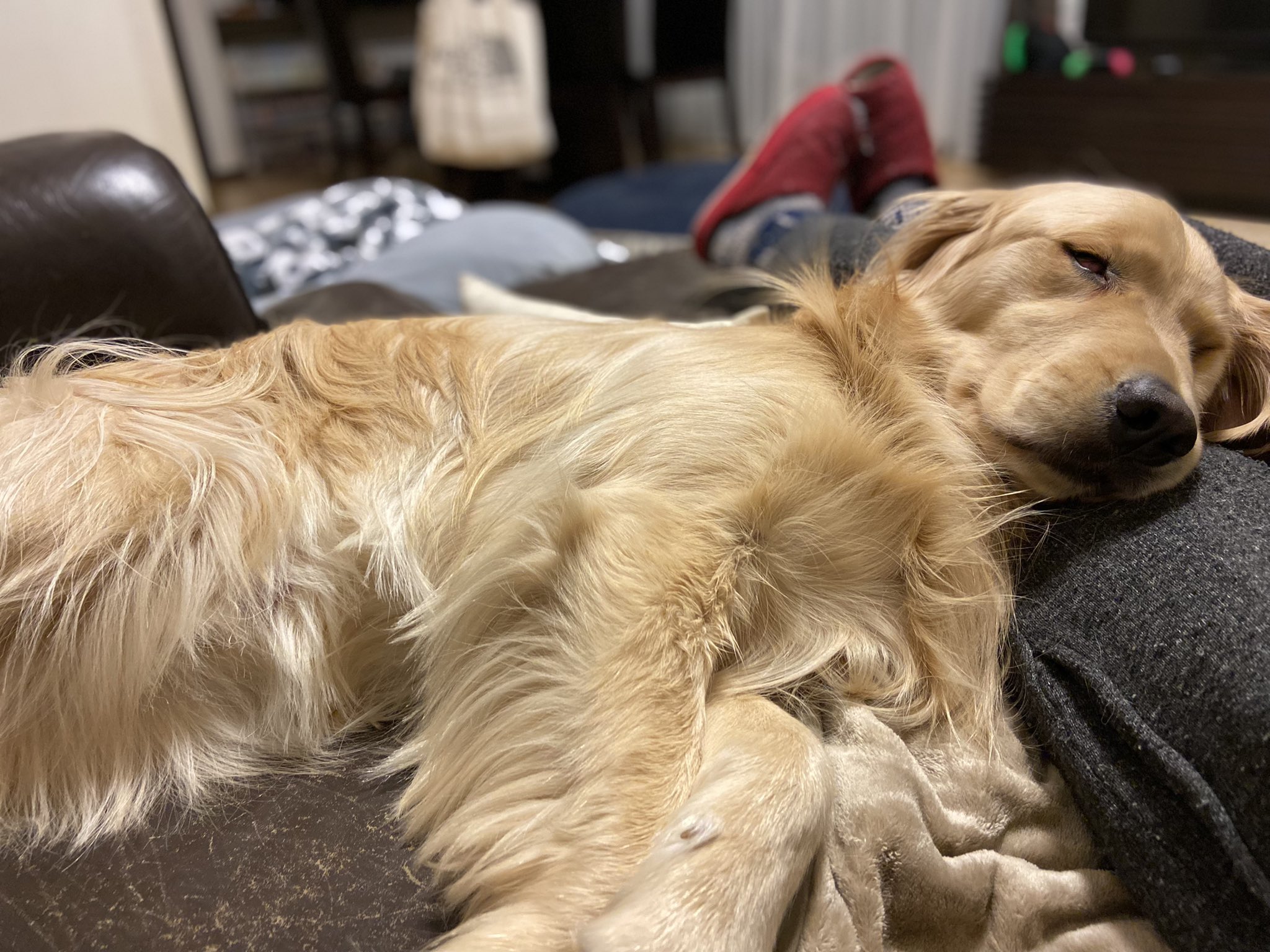 一定要吃到！主人吃麵包…貪吃阿金化身地鼠鑽空隙討食  希望反覆落空惹全網心疼