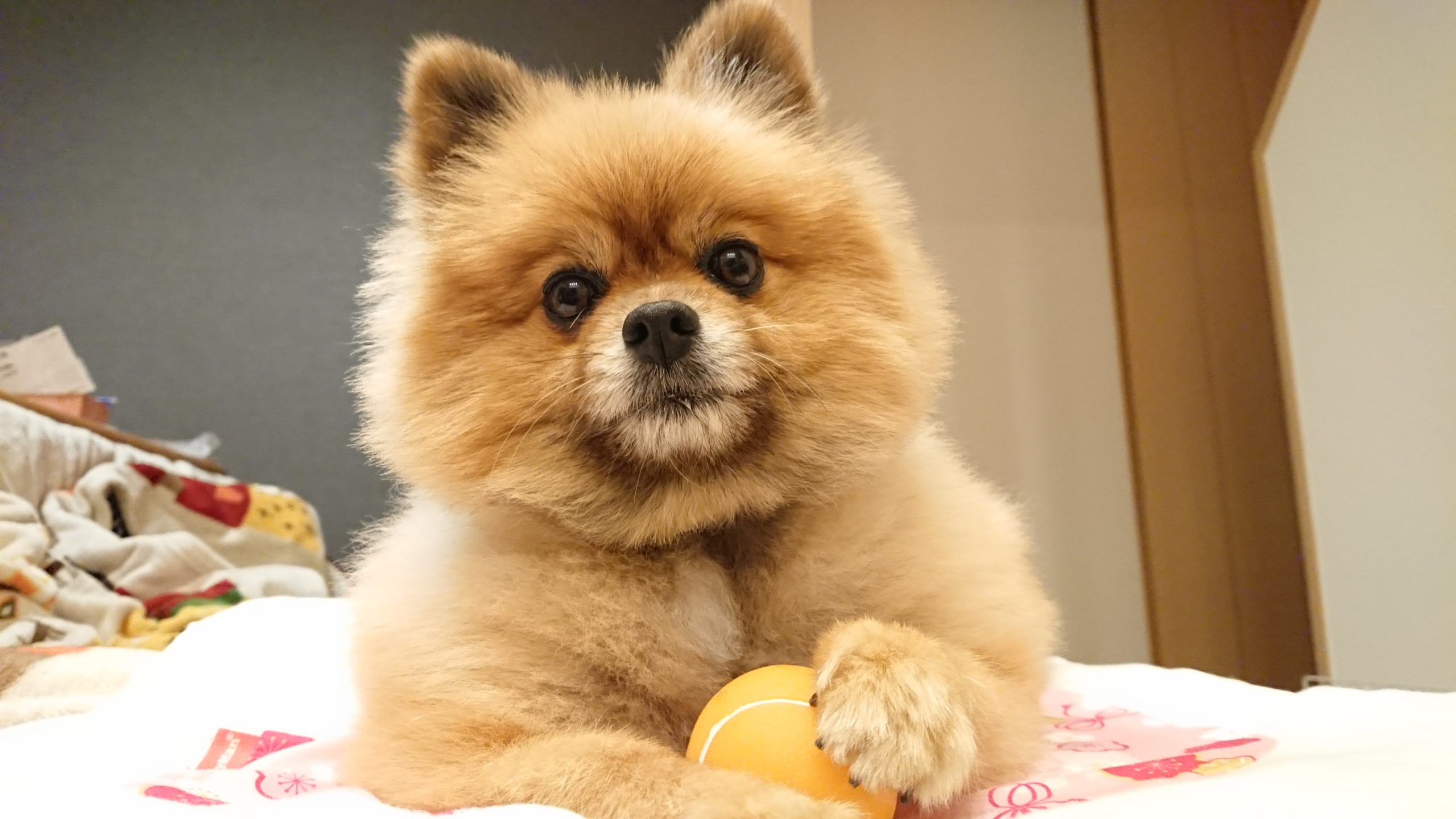 沒在走可愛系！博美犬吃地瓜「畫風突變」渾身肌肉  超大二頭肌+冰塊腹肌看傻全網