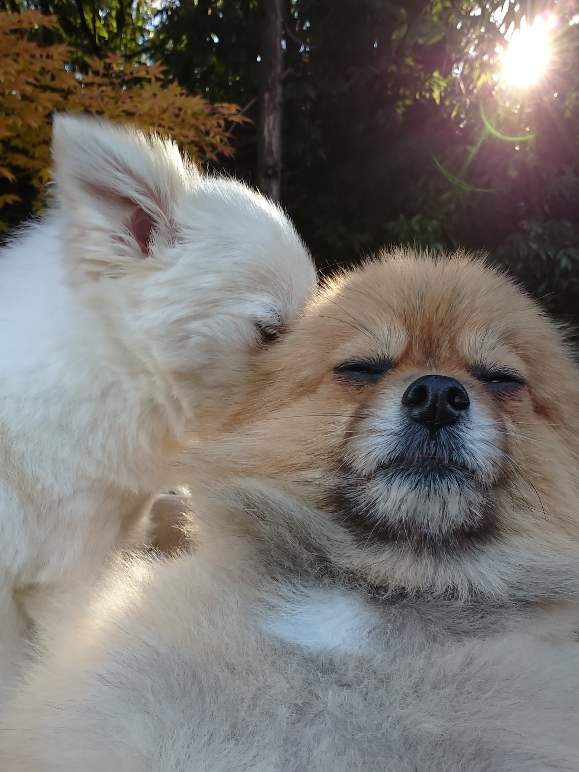 沒在走可愛系！博美犬吃地瓜「畫風突變」渾身肌肉  超大二頭肌+冰塊腹肌看傻全網