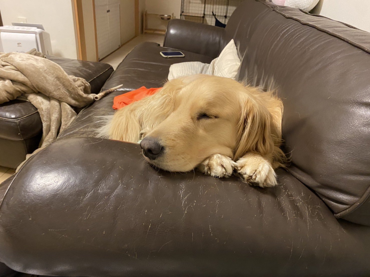 一定要吃到！主人吃麵包…貪吃阿金化身地鼠鑽空隙討食  希望反覆落空惹全網心疼